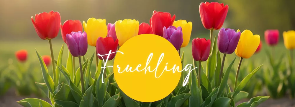 Es ist Tulpenzeit